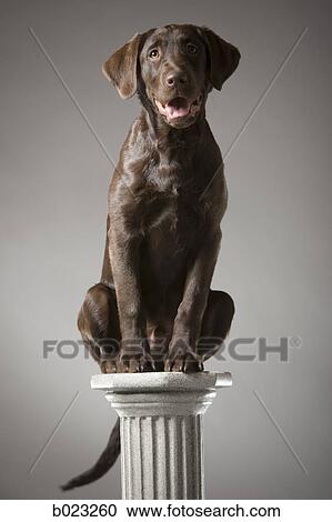Stock Image - dog on a pedestal. Fotosearch