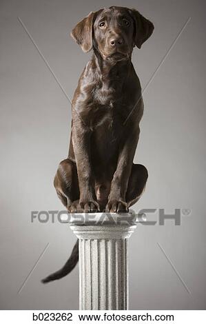 dog on a pedestal View Large Photo Image Stock Image - dog on a pedestal. Fotosearch
