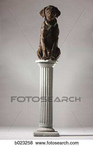 dog on a pedestal View Large Photo Image Stock Photo - dog on a pedestal. Fotosearch