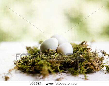 eggs in a nest View Large Photo Image Picture - eggs in a nest. Fotosearch