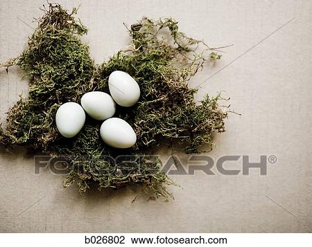 eggs in a nest View Large Photo Image Stock Image - eggs in a nest. Fotosearch