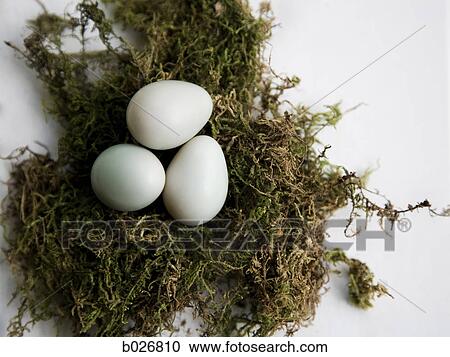 eggs in a nest View Large Photo Image Stock Image - eggs in a nest. Fotosearch
