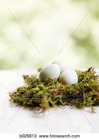 eggs in a nest View Large Photo Image Stock Image - eggs in a nest. Fotosearch