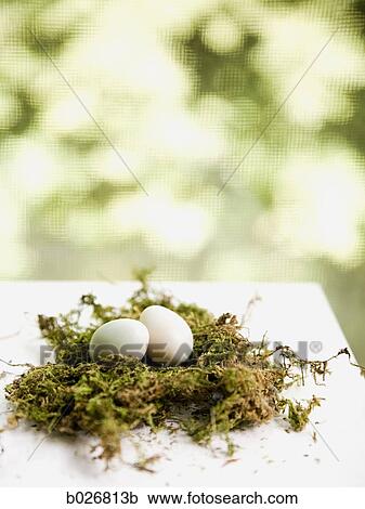 eggs in a nest View Large Photo Image Stock Image - eggs in a nest. Fotosearch