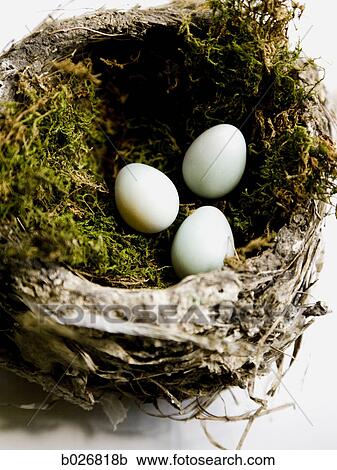 eggs in a nest View Large Photo Image Stock Image - eggs in a nest. Fotosearch