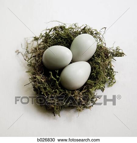 eggs in a nest View Large Photo Image Stock Image - eggs in a nest. Fotosearch