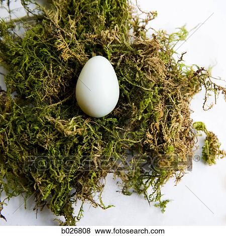 eggs in a nest View Large Photo Image Stock Photo - eggs in a nest. Fotosearch