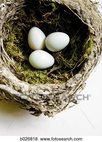 eggs in a nest View Large Photo Image Stock Photo - eggs in a nest. Fotosearch