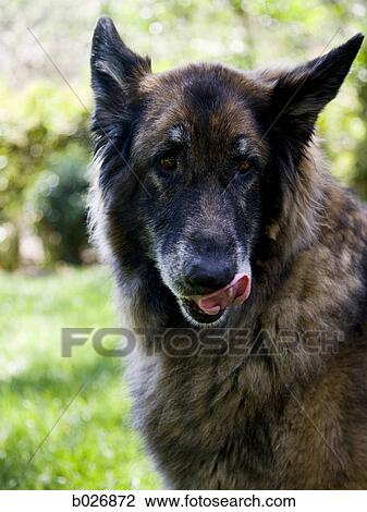 german shepherd View Large Photo Image Stock Image - german shepherd. Fotosearch