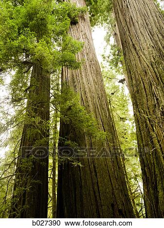 giant redwoods View Large Photo Image Stock Image - giant redwoods. Fotosearch