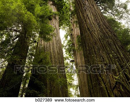 giant redwoods View Large Photo Image Stock Photo - giant redwoods. Fotosearch