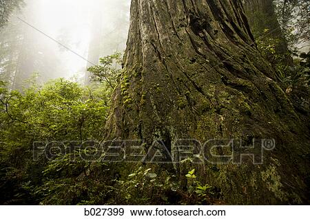 giant redwoods View Large Photo Image Stock Photo - giant redwoods. Fotosearch