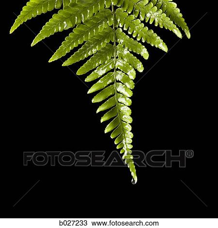 green fern with a drop of water falling off of the end View Large Photo Image Stock Image - green fern with a drop of water falling off of the end. Fotosearch