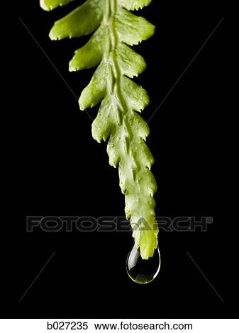 green fern with a drop of water falling off of the end View Large Photo Image Stock Photography - green fern with a drop of water falling off of the end. Fotosearch