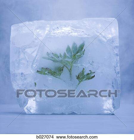 green plant frozen in a solid block of ice View Large Photo Image Picture - green plant frozen in a solid block of ice. Fotosearch