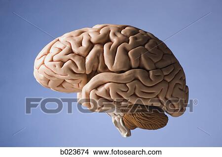 human brain View Large Photo Image Picture - human brain. Fotosearch