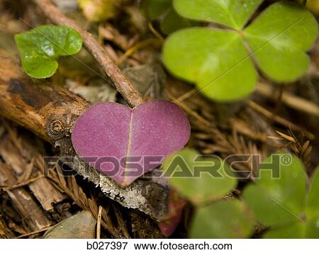 Stock Photo - leaves of plants growing on the forest floor. Fotosearch
