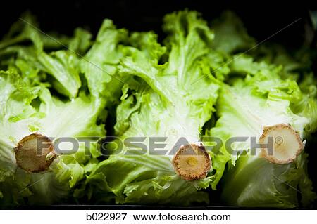 lettuce View Large Photo Image Stock Photo - lettuce. Fotosearch