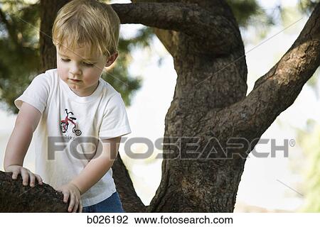 little boy climbing a tree View Large Photo Image Stock Image - little boy climbing a tree. Fotosearch
