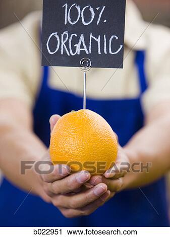 man holding an organic orange View Large Photo Image Stock Image - man holding an organic orange. Fotosearch