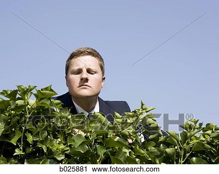 man looking over a hedge View Large Photo Image Stock Image - man looking over a hedge. Fotosearch