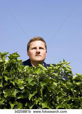 man looking over a hedge View Large Photo Image Stock Image - man looking over a hedge. Fotosearch