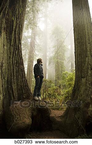 man standing in between two giant redwoods in the forest View Large Photo Image Stock Image - man standing in between two giant redwoods in the forest. Fotosearch