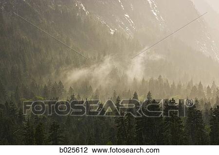 mist rising over trees View Large Photo Image Stock Image - mist rising over trees. Fotosearch