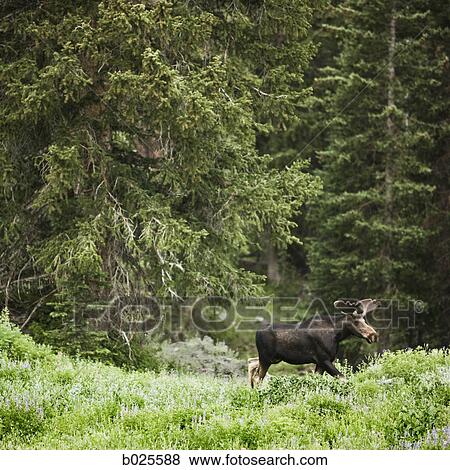 moose in the wilderness View Large Photo Image Stock Photo - moose in the wilderness. Fotosearch
