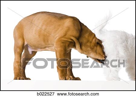 one dog smelling another View Large Photo Image Stock Photo - one dog smelling another. Fotosearch