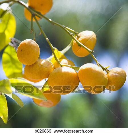 oranges on a tree branch View Large Photo Image Stock Image - oranges on a tree branch. Fotosearch