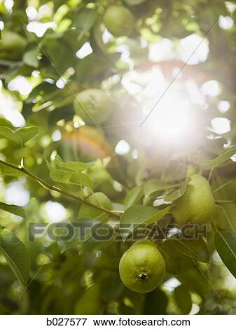 Stock Photo - pears on a pear tree. Fotosearch