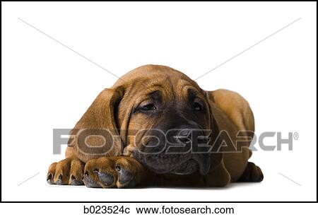 puppy dog View Large Photo Image Stock Image - puppy dog. Fotosearch