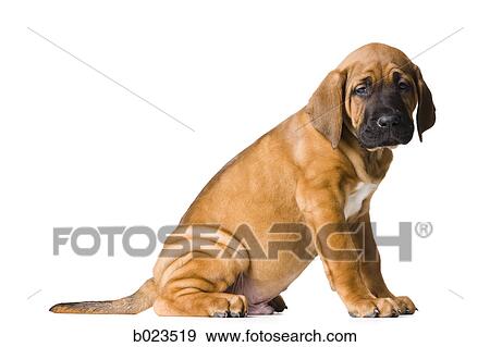 puppy dog View Large Photo Image Stock Photo - puppy dog. Fotosearch