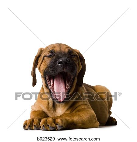 puppy dog View Large Photo Image Stock Photo - puppy dog. Fotosearch