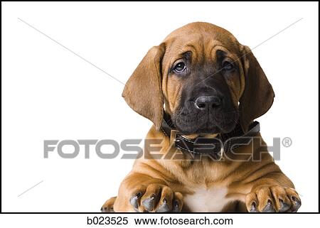 puppy dog View Large Photo Image Stock Photography - puppy dog. Fotosearch
