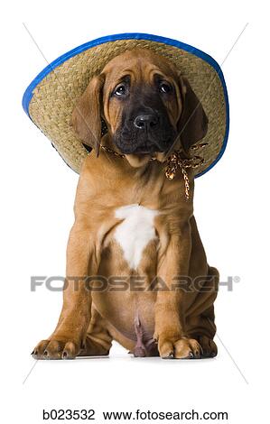 puppy in a cowboy hat View Large Photo Image Stock Image - puppy in a cowboy hat. Fotosearch