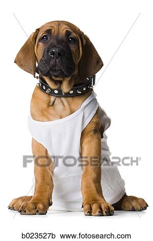 puppy in a white shirt View Large Photo Image Stock Image - puppy in a white shirt. Fotosearch