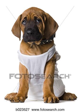 Stock Photo - puppy in a white shirt. Fotosearch