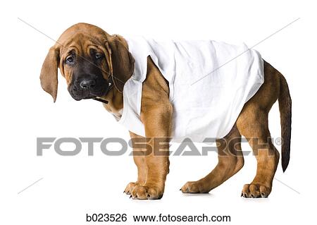 puppy in a white shirt View Large Photo Image Stock Photograph - puppy in a white shirt. Fotosearch