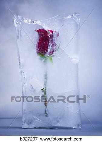 red rose frozen in a block of ice View Large Photo Image Stock Photo - red rose frozen in a block of ice. Fotosearch