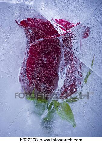 red rose frozen in a block of ice View Large Photo Image Stock Photo - red rose frozen in a block of ice. Fotosearch