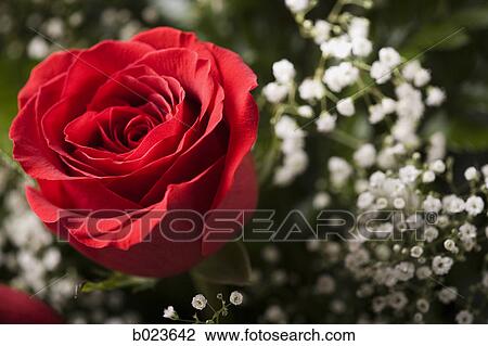 Stock Image - red roses. Fotosearch