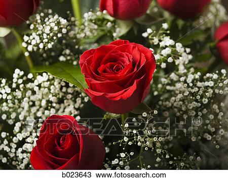 red roses View Large Photo Image Stock Image - red roses. Fotosearch