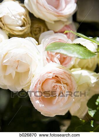 Stock Image - rose bush. Fotosearch