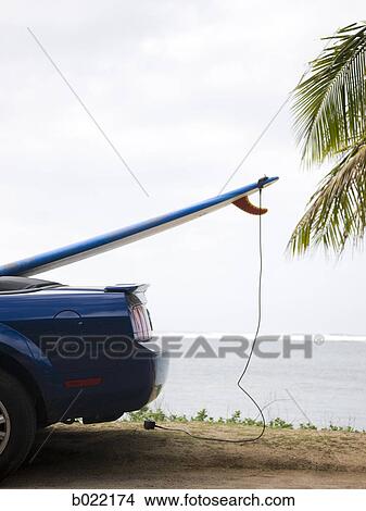 surfboard in the sticking out of a convertible View Large Photo Image Picture - surfboard in the sticking out of a convertible. Fotosearch