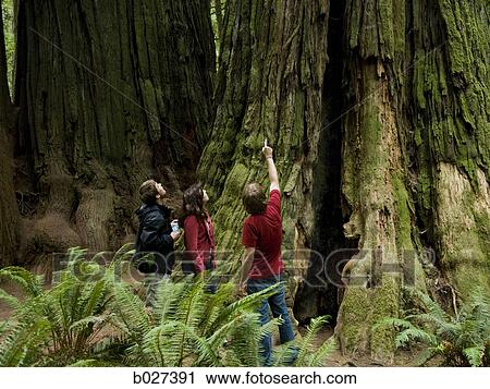 Stock Image - three people looking up at a giant redwood. Fotosearch