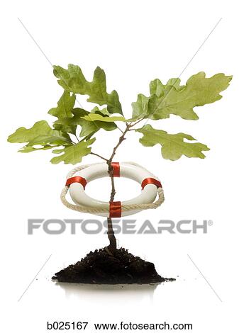 tree in a life preserver View Large Photo Image Stock Photo - tree in a life preserver. Fotosearch