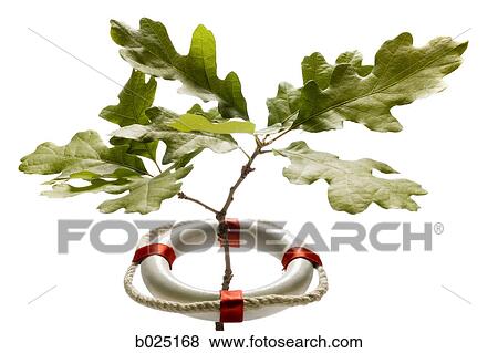 tree in a life preserver View Large Photo Image Stock Photo - tree in a life preserver. Fotosearch