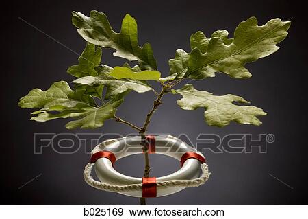 tree in a life preserver View Large Photo Image Stock Photo - tree in a life preserver. Fotosearch